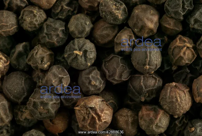  : Black Peppercorns