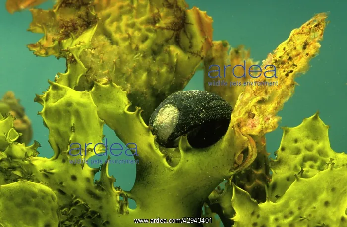 : Black periwinkle (Nerita atramentosa), top shells. Australia : Black periwinkle (Nerita atramentosa), top shells. Australia