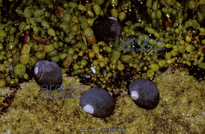 : Black Periwinkle - In rock pool : Black Periwinkle - In rock pool