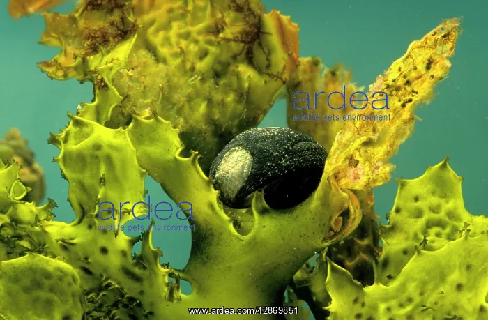 : Black Periwinkle - Top shell : Black Periwinkle - Top shell