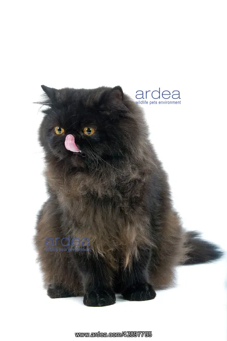 : Black Persian Cat