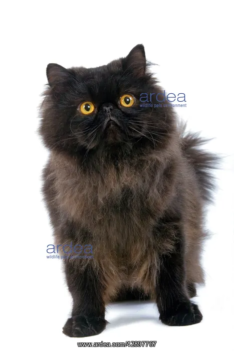 : Black Persian Cat