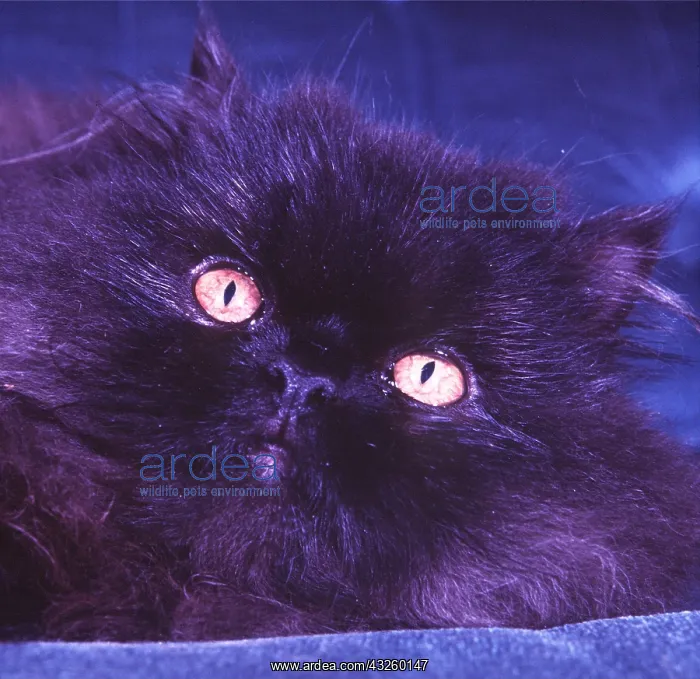 : Black PERSIAN CAT : Black PERSIAN CAT
