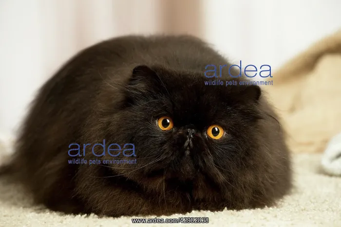 : Black Persian cat indoors : Black Persian cat indoors