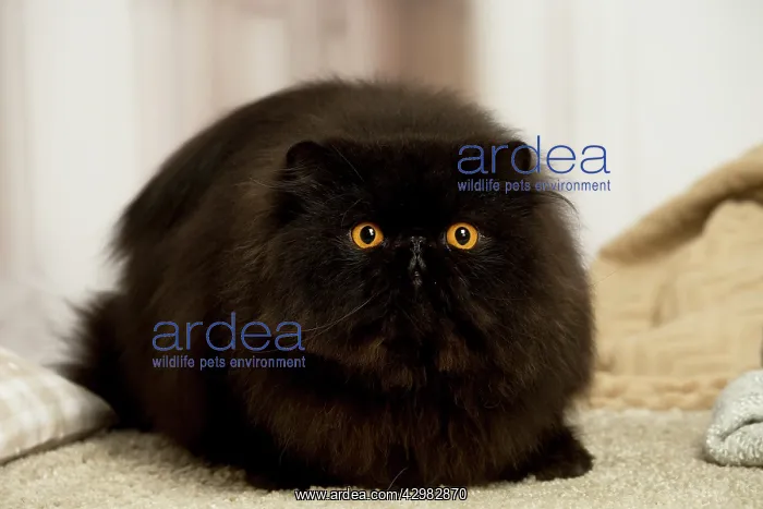 : Black Persian cat indoors : Black Persian cat indoors