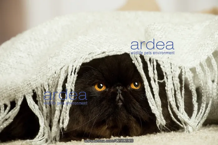 : Black Persian cat indoors : Black Persian cat indoors
