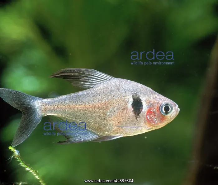 : Black Phantom Tetra : Black Phantom Tetra