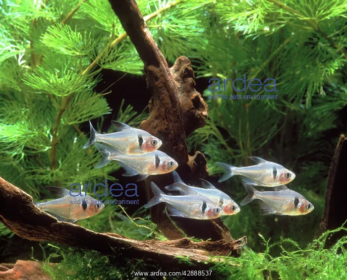 : Black Phantom Tetra - group in tank : Black Phantom Tetra - group in tank