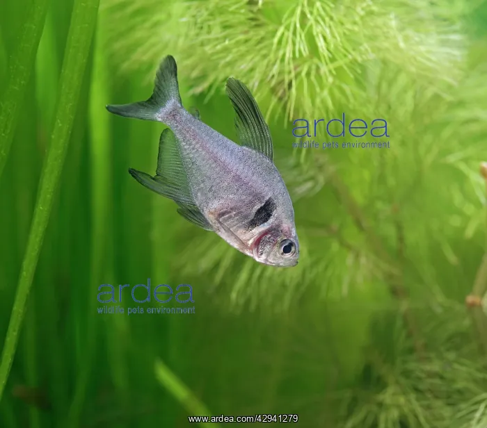 : Black phantom tetra - side view, tropical freshwater : Black phantom tetra - side view, tropical freshwater