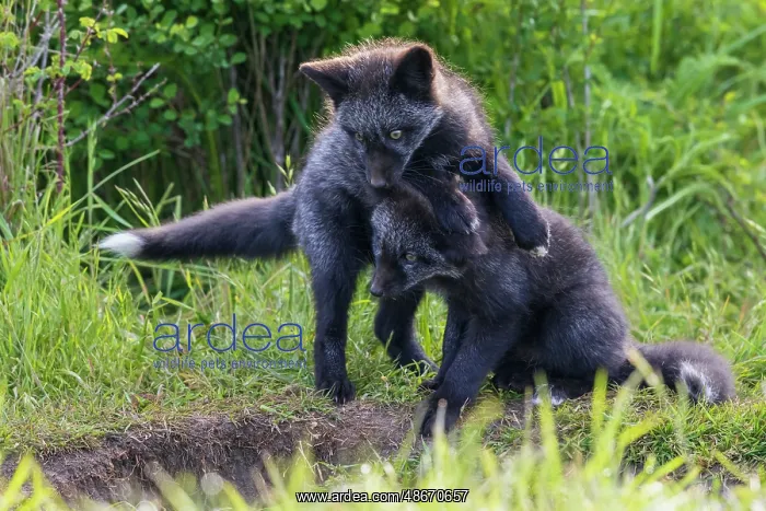 : Black phase red fox kits playing near den entrance : Black phase red fox kits playing near den entrance