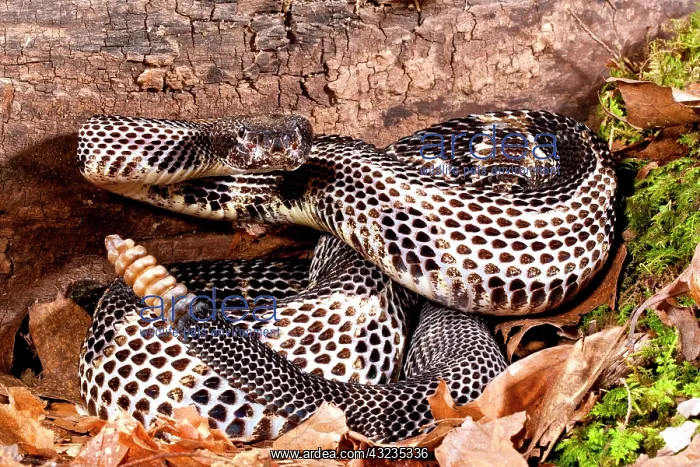 : Black Phase Timber Rattlesnake, Crotalus : Black Phase Timber Rattlesnake, Crotalus