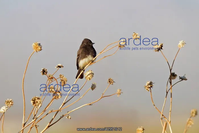 : Black Phoebe : Black Phoebe