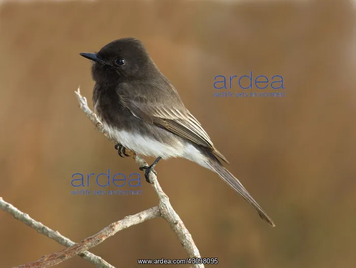 : Black Phoebe : Black Phoebe
