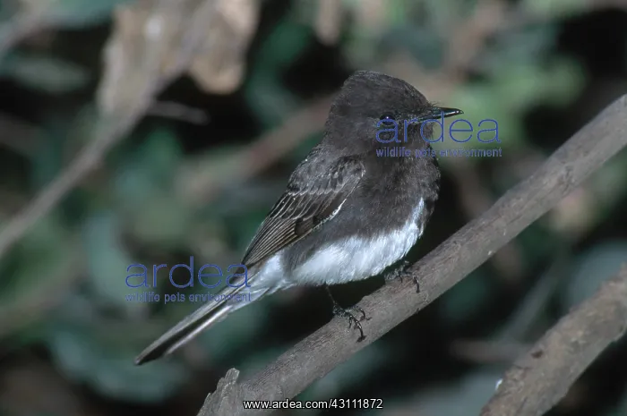 : Black Phoebe : Black Phoebe