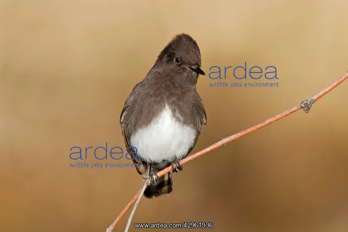 : Black Phoebe - January : Black Phoebe - January