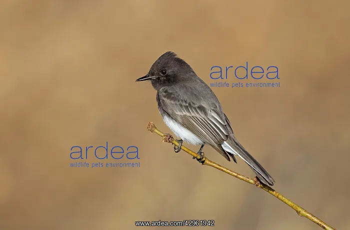 : Black Phoebe - January : Black Phoebe - January