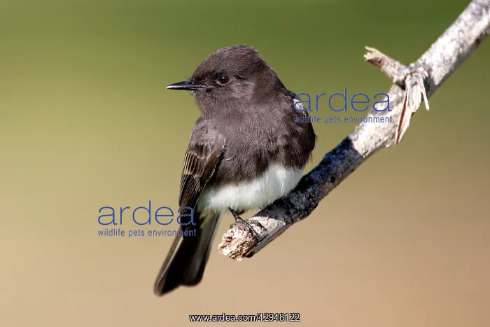 : Black Phoebe - perched on branch : Black Phoebe - perched on branch