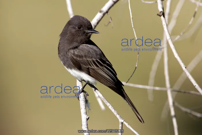 : Black Phoebe - perched on branch : Black Phoebe - perched on branch