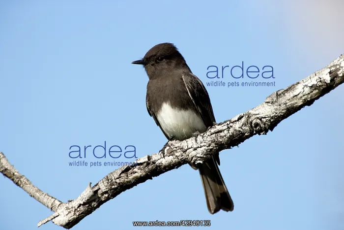 : Black Phoebe - perched on branch : Black Phoebe - perched on branch