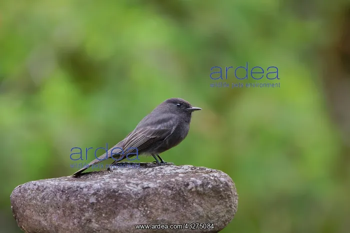 : Black Phoebe Sayornis nigricans Alajuela, Costa Rica BI03304 : Black Phoebe Sayornis nigricans Alajuela, Costa Rica BI03304