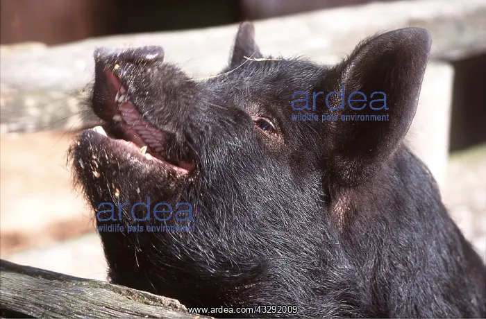 : BLACK PIG - domestic, close-up of head : BLACK PIG - domestic, close-up of head