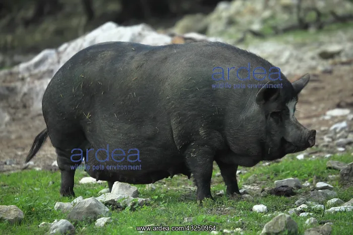 : Black pig in the grass - France : Black pig in the grass - France