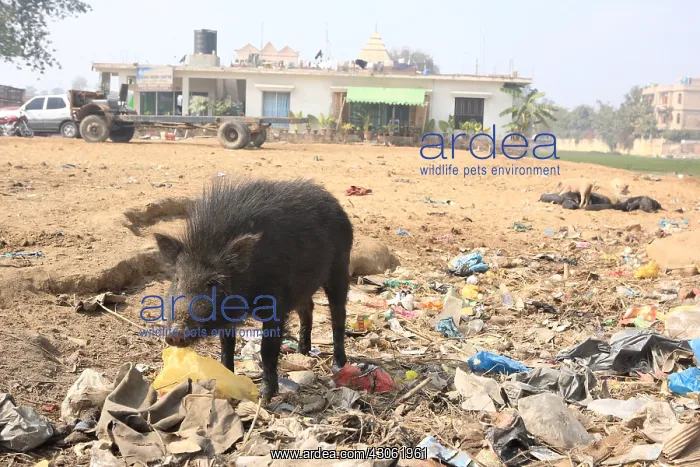 : Black pig rummaging waste Bodhgaya Bihar India : Black pig rummaging waste Bodhgaya Bihar India
