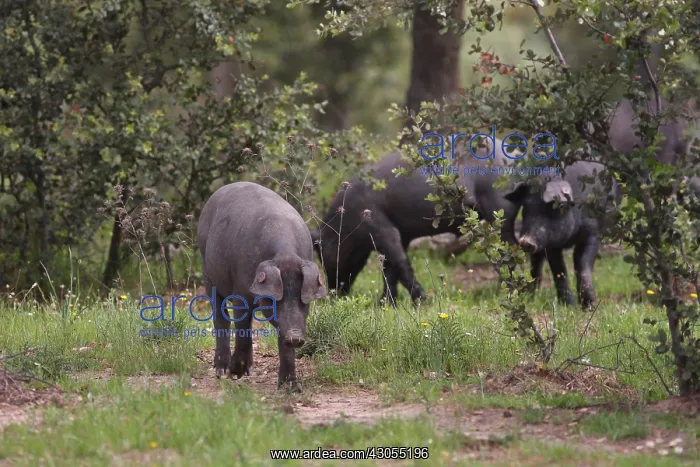 : Black pigs Extremadura Spain : Black pigs Extremadura Spain