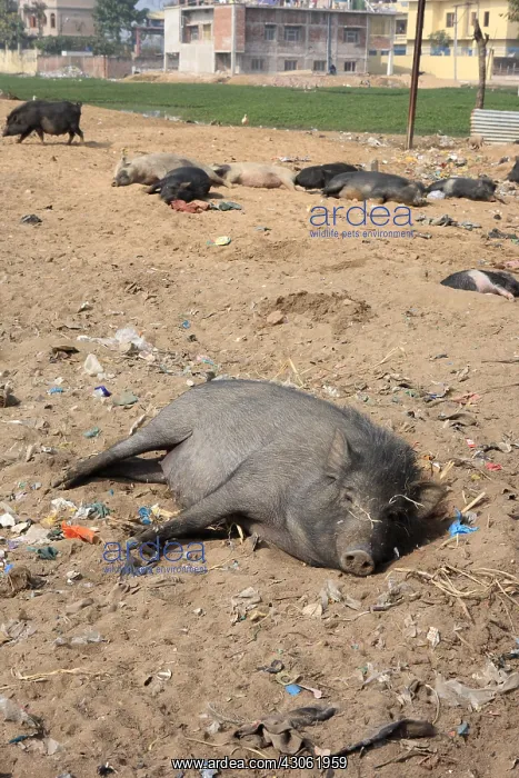 : Black pigs at rest in the earth Bodhgaya Bihar India : Black pigs at rest in the earth Bodhgaya Bihar India