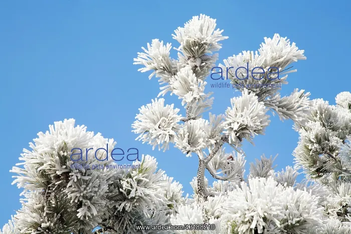 : Black Pine : Black Pine