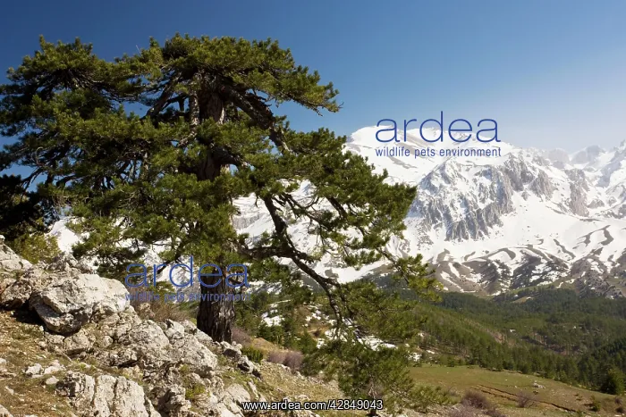 : Black Pine / Crimean Pine - on Vali Cesmesi Gecidi : Black Pine / Crimean Pine - on Vali Cesmesi Gecidi