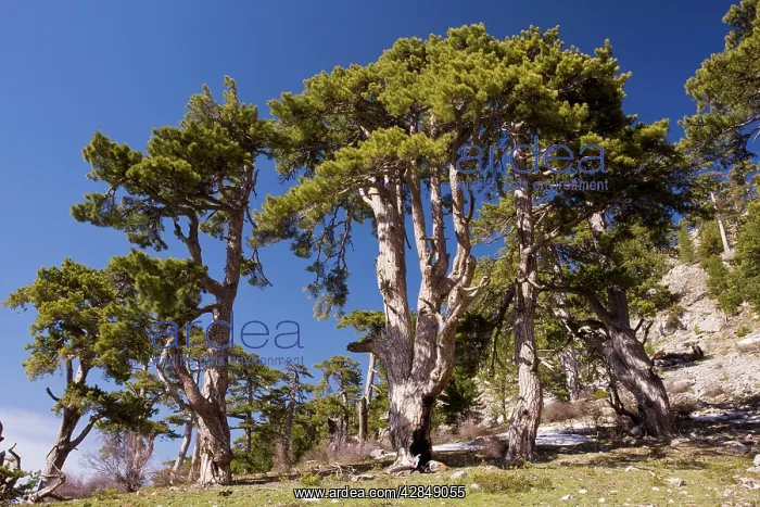 : Black Pine / Crimean Pine - on Vali Cesmesi Gecidi : Black Pine / Crimean Pine - on Vali Cesmesi Gecidi