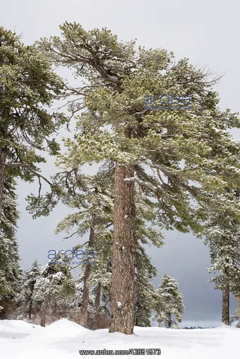 : Black Pine - forest in the high Troodos Mountains : Black Pine - forest in the high Troodos Mountains