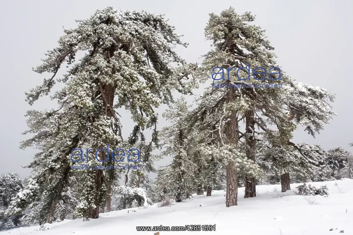 : Black Pine - forest in the high Troodos Mountains : Black Pine - forest in the high Troodos Mountains