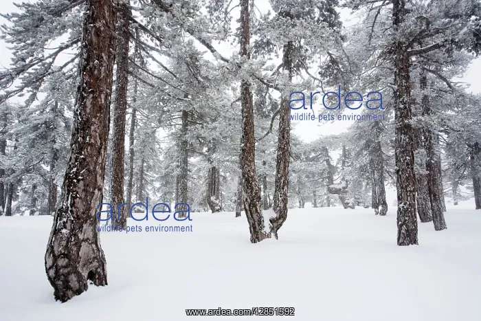 : Black Pine - forest in the high Troodos Mountains