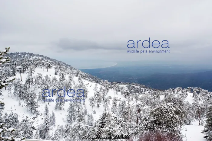 : Black Pine - forest in the high Troodos Mountains : Black Pine - forest in the high Troodos Mountains