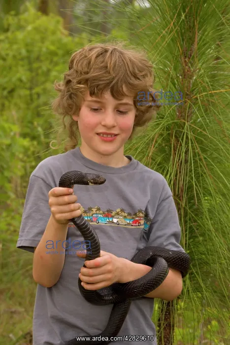 : Black Pine Snake : Black Pine Snake