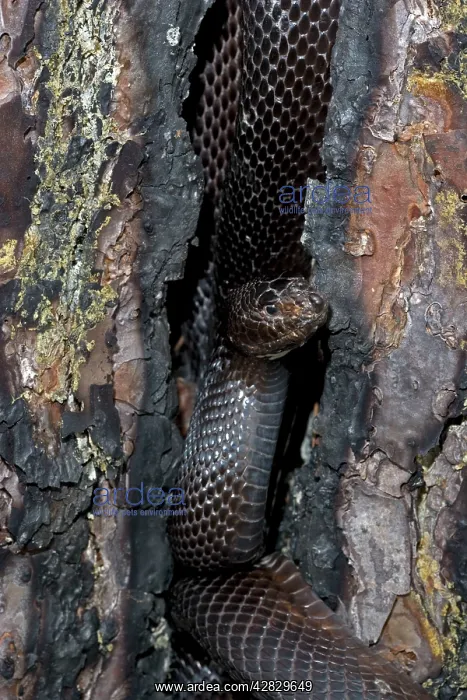 : Black Pine Snake : Black Pine Snake