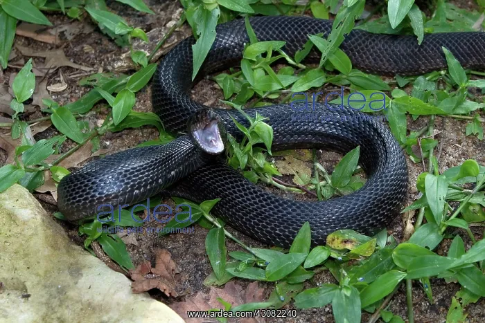 : Black Pine Snake : Black Pine Snake