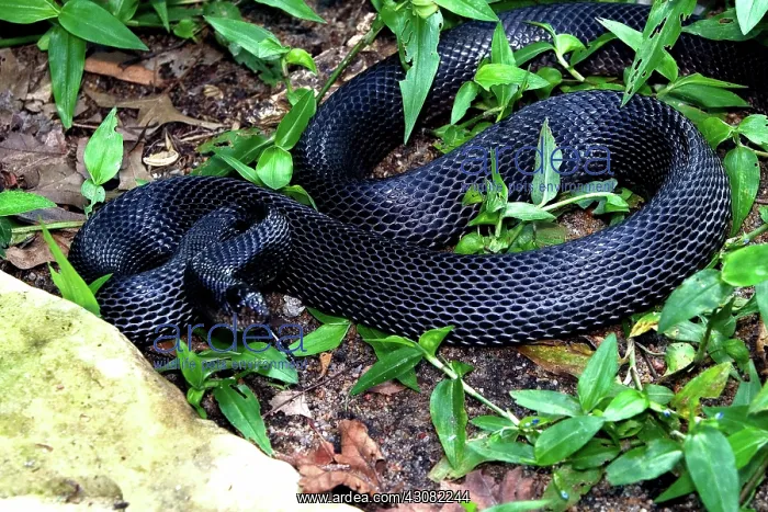 : Black Pine Snake : Black Pine Snake