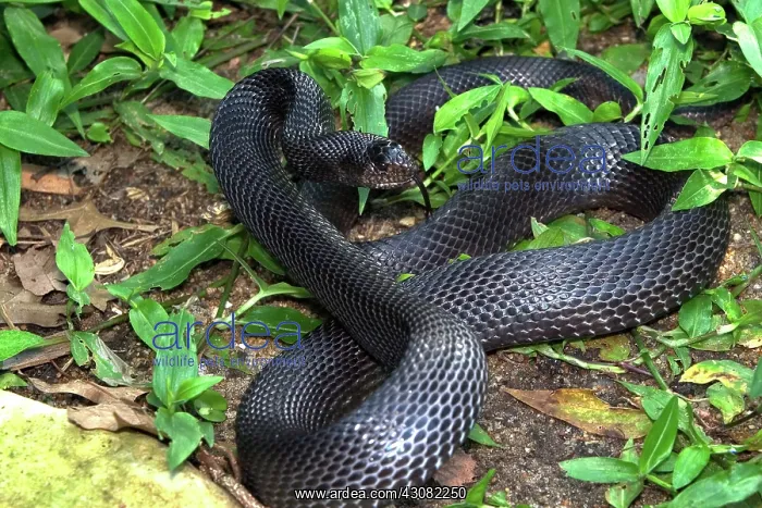 : Black Pine Snake : Black Pine Snake