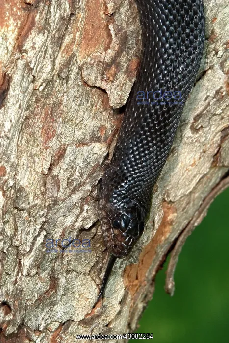 : Black Pine Snake : Black Pine Snake
