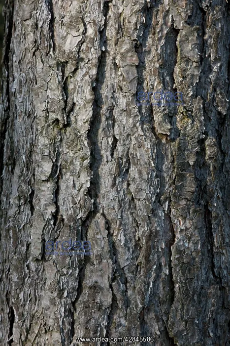 : Black Pine Trees - bark - Belgium : Black Pine Trees - bark - Belgium