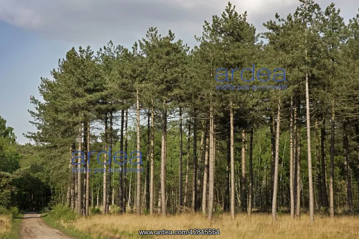: Black Pine Trees - Belgium : Black Pine Trees - Belgium