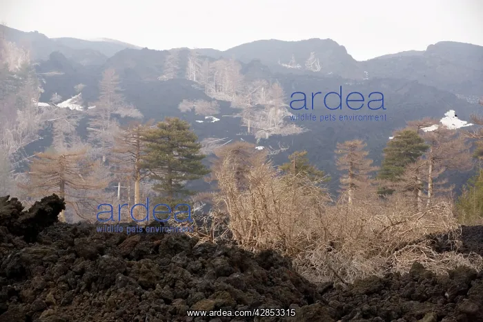 : Black Pine - woods devastated by recent lava flows : Black Pine - woods devastated by recent lava flows