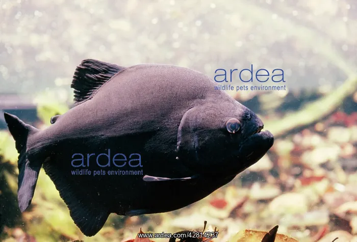 : Black Piranha : Black Piranha