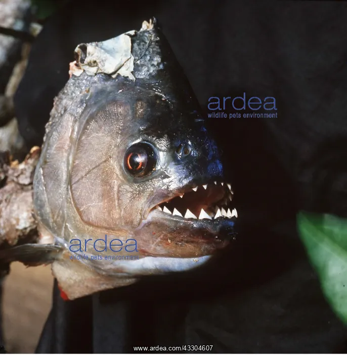 : BLACK PIRANHA FISH : BLACK PIRANHA FISH
