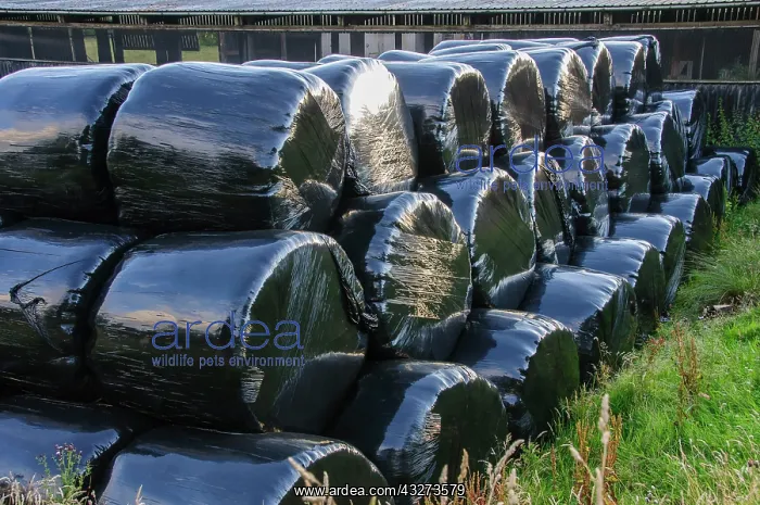: Black plastic-wrapped silage big bales, Dinkling : Black plastic-wrapped silage big bales, Dinkling
