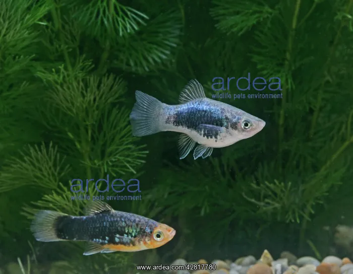 : Black platy - pair - side view by weeds : Black platy - pair - side view by weeds