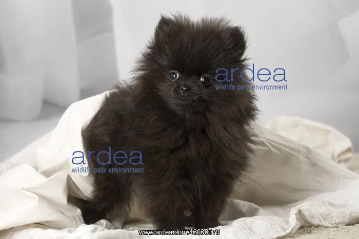: Black Pomeranian puppy indoors : Black Pomeranian puppy indoors